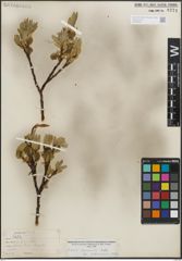 Foto von Salix lemmonii Bebb